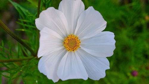 Close-up of flower blooming outdoors