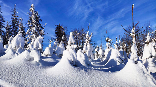 Plants on snow covered field against sky