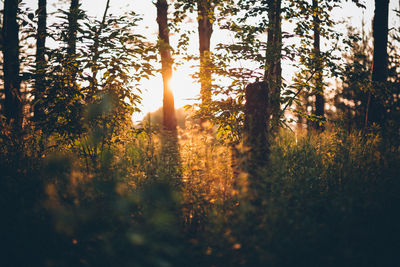 Sunlight streaming through trees in forest