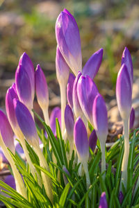 Close-up of purple crocus flowers on field