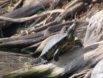 Rock formations on tree trunk