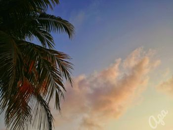 Low angle view of palm tree against sky at sunset