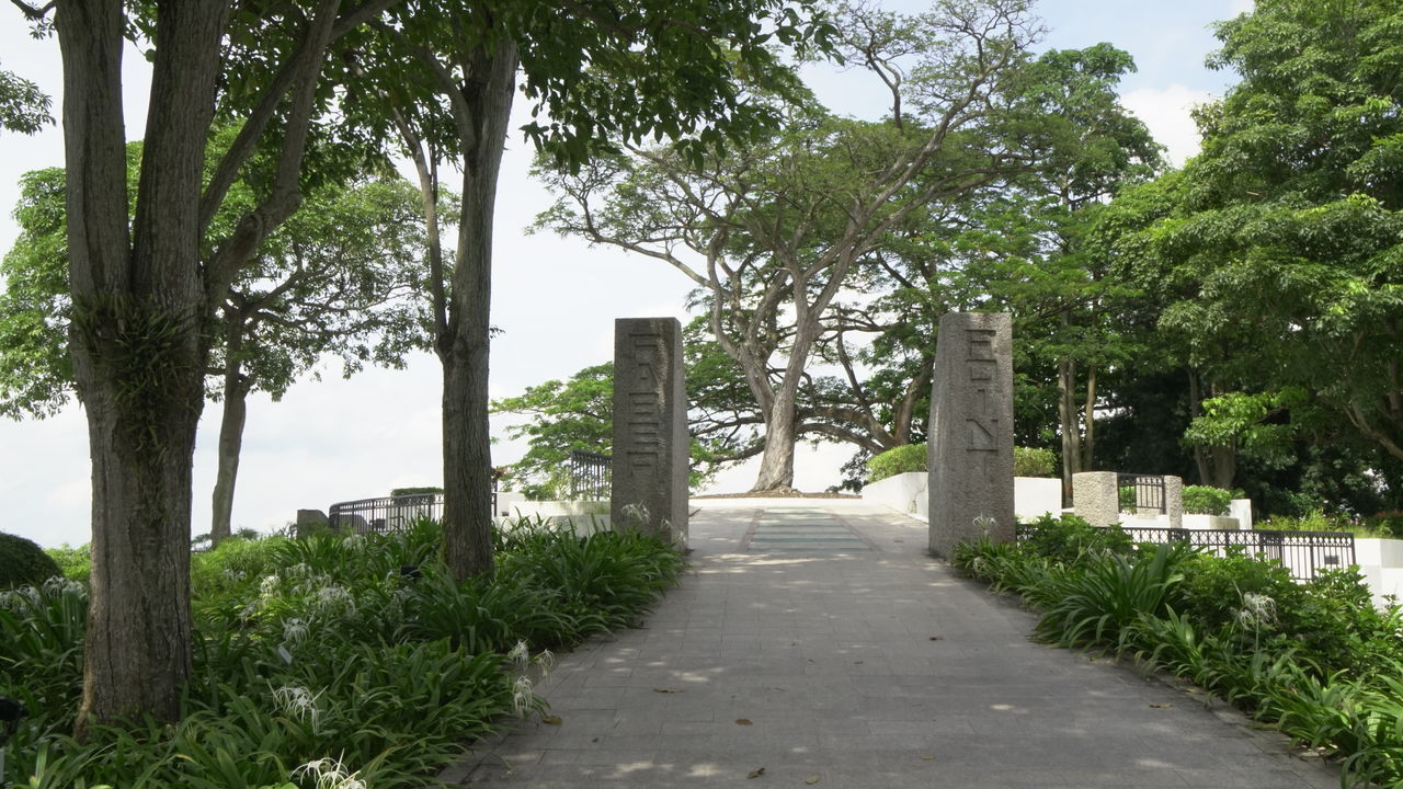 STREET AMIDST TREES AND PLANTS