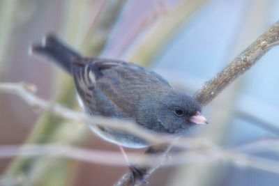 Close-up of bird perching outdoors