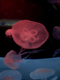 Close-up of jellyfish in sea