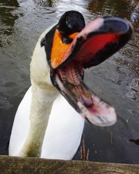 Close-up of swan swimming in lake