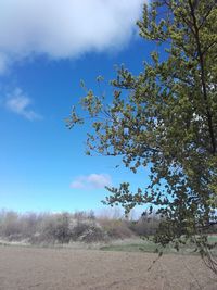 Trees on field against sky