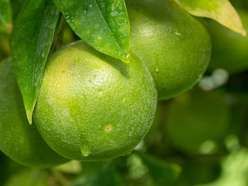 Close-up of wet fruit