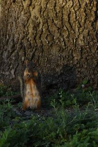 Close-up of squirrel sitting on ground