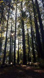 Trees in forest against sky