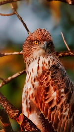 Close-up of owl perching on branch