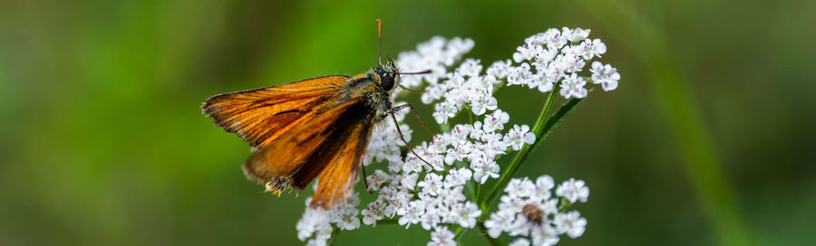 Close-up of butterfly pollinating on flower