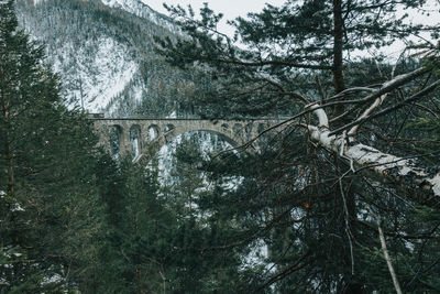 View of bridge in forest