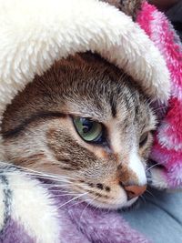 Cold female cat