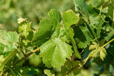 Full frame of branch with green leafs of vine, vitis vinifera.
