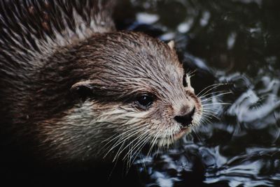 Close-up portrait of a lake