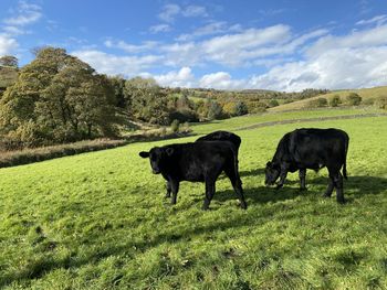 Black cows, grazing on a sloping green pasture, in autumn by, salt drake road, sowerby bridge, uk