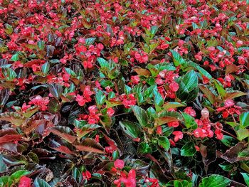 Full frame shot of red flowers blooming outdoors