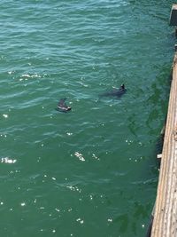 High angle view of birds swimming in sea