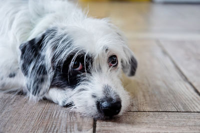 Cute white dog with black ears dog lying