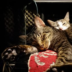 Cat sleeping on sofa