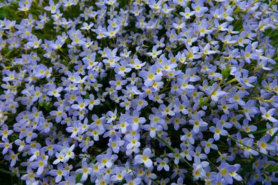 Full frame of flowers