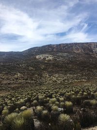 Scenic view of landscape against sky