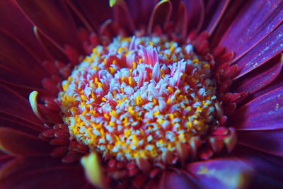 Extreme close-up of pink flower