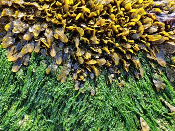 High angle view of moss growing on tree