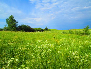 Scenic view of field against sky