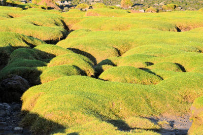 High angle view of green field