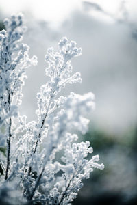 frost
