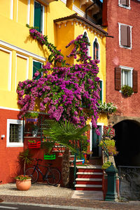 Potted plants in city