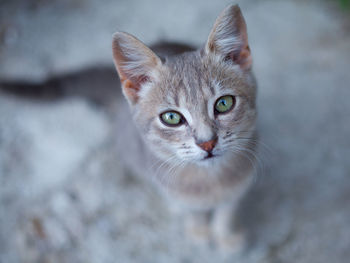 Close-up portrait of kitten sitting on road