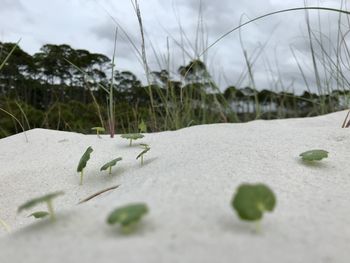 Close-up of sand