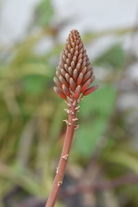 Close-up of flower bud on field