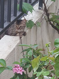 Cat standing by potted plants