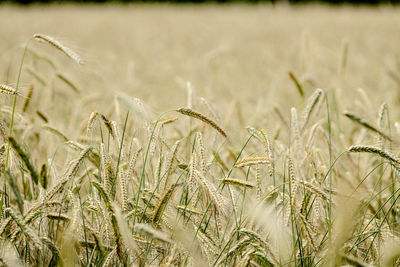 Close-up of stalks in field