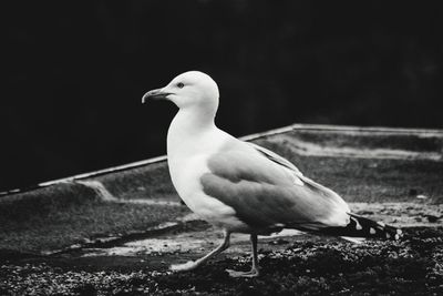 Close-up of seagull perching on a bird