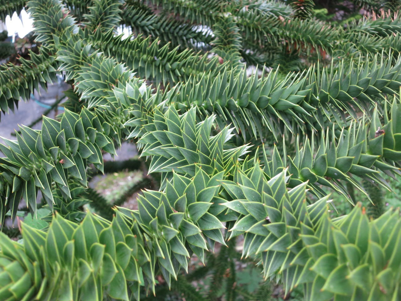 Louise Bjärgö 🇸🇪