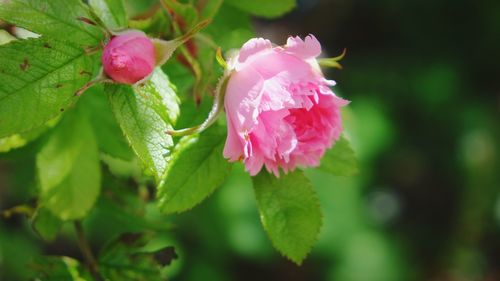 Close-up of pink flowering plant