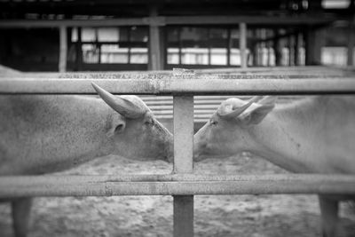 View of an animal pen