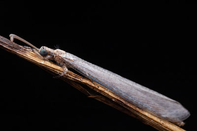 Close-up of insect on black background