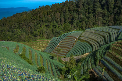 Scenic view of agricultural field against sky