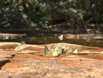 Close-up of insect on wood