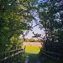 Footpath amidst trees