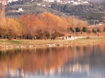 Reflection of trees in water