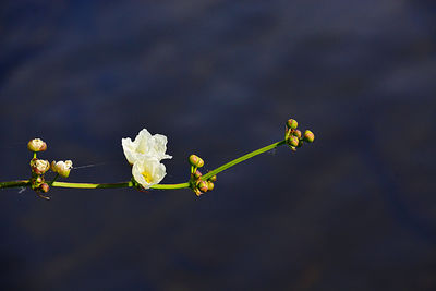 Close-up of yellow flowering plant