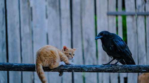 Cat and crow 