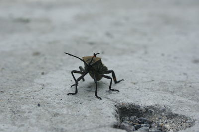 Close-up of insect on wall